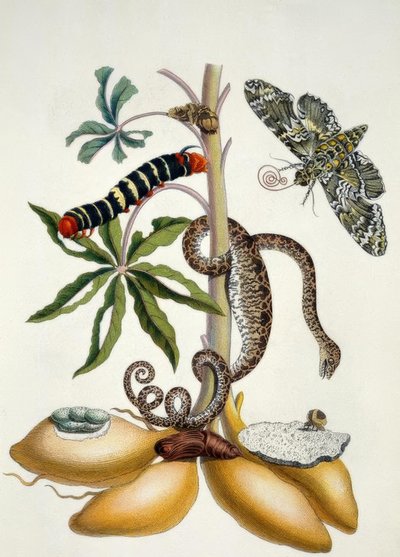 Cassava / M.S. Merian by Maria Sibylla Merian